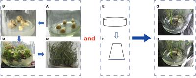 Molecular mechanism of endophytic bacteria DX120E regulating polyamine metabolism and promoting plant growth in sugarcane